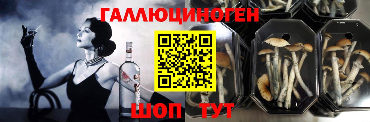 Людиново  Псилоцибиновые грибы Psilocybe  Вход с VPN  Псилоцибиновые грибы Psilocybe 